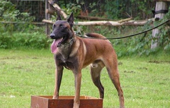 黑背犬和德牧的区别 黑背犬和德牧的区别