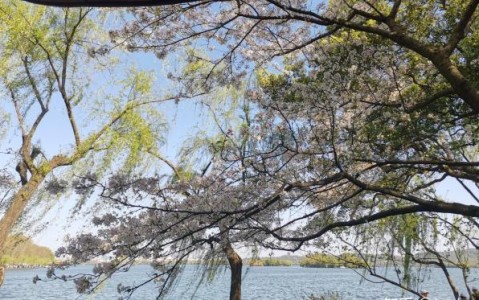上海到杭州一日游,上海到杭州一日游报团多少钱