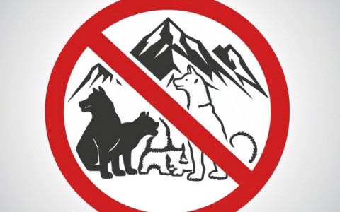 深圳田园犬可办证_深圳中华田园犬什么时候解禁